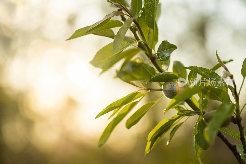 Almond trees at sunset